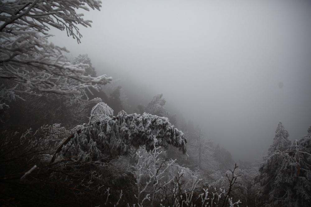 Foggy Forest With Snow Covered Trees Photo Foggy Forest With Snow Covered Trees Photo
