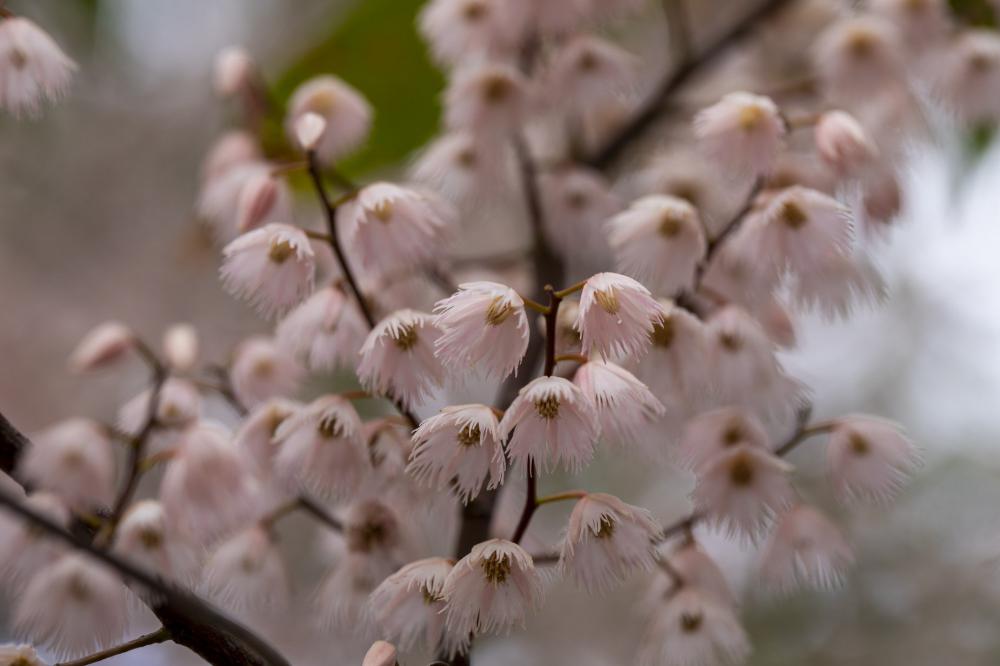 A Tree With Spikey Pink Flowers Fills The Frame Photo A Tree With Spikey Pink Flowers Fills The Frame Photo