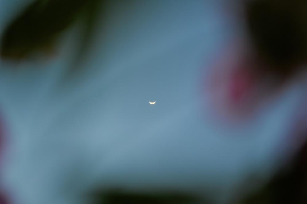 Sliver Of The Moon In A Blue Sky Photo Sliver Of The Moon In A Blue Sky Photo
