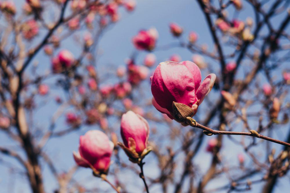 Magnolia tree blossom 10 Magnolia tree blossom 10