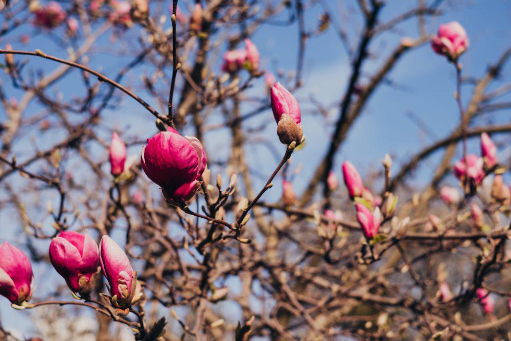 Magnolia tree blossom 8 Magnolia tree blossom 8
