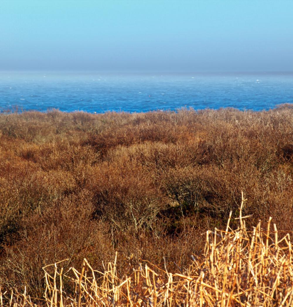 Ocean Horizon Ocean Horizon