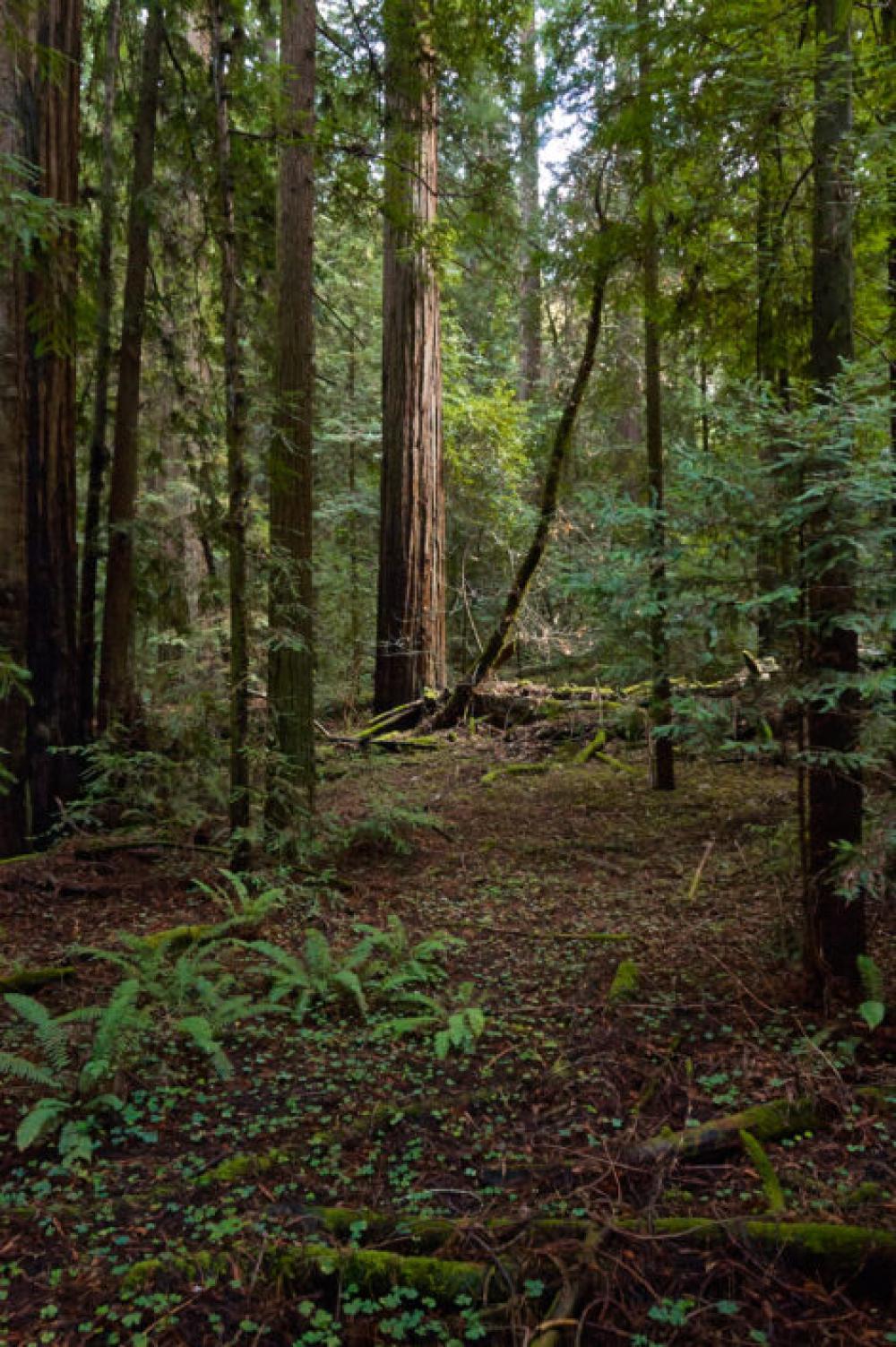 Trees Forest Woods Free Photo Trees Forest Woods Free Photo