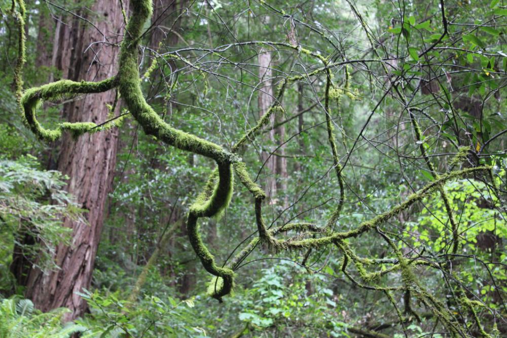 Moss Tree Forest Free Photo Moss Tree Forest Free Photo