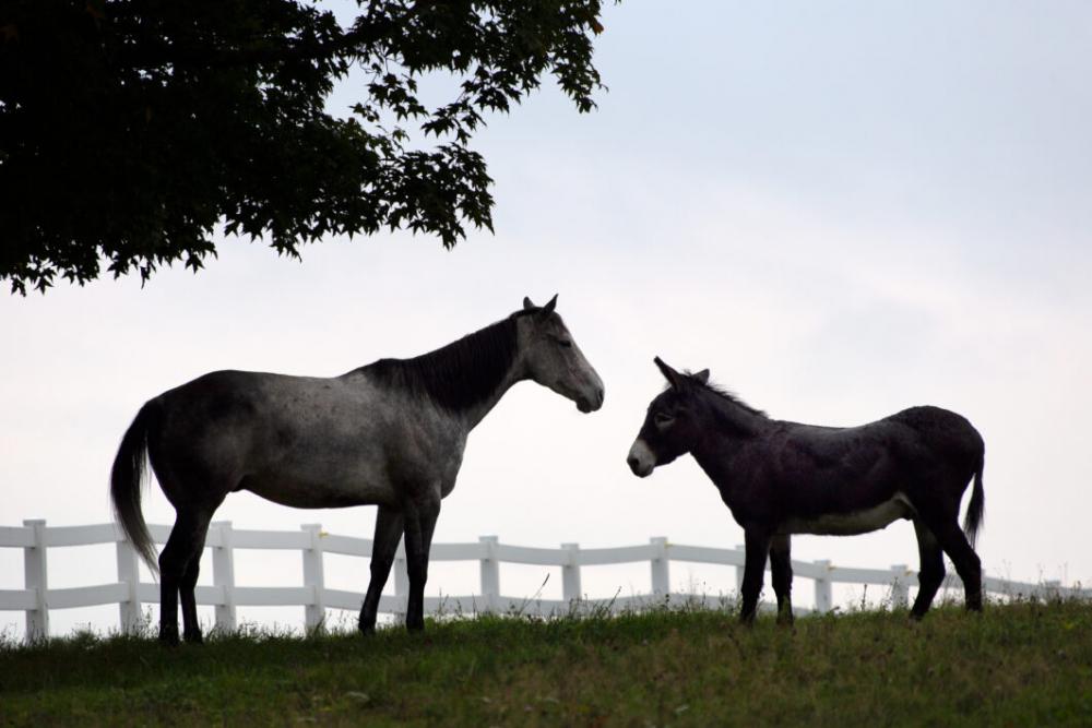 Horse Pasture Fence Free Photo Horse Pasture Fence Free Photo
