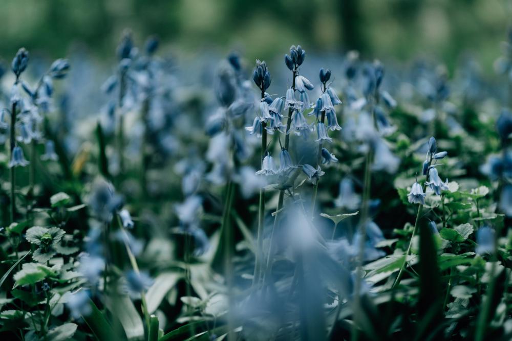 Close Up Of Wild Blue Bell Flowers With Green Stems Photo Close Up Of Wild Blue Bell Flowers With Green Stems Photo