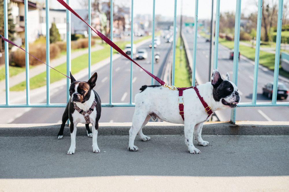Two dogs on a walk in the city 2 Two dogs on a walk in the city 2