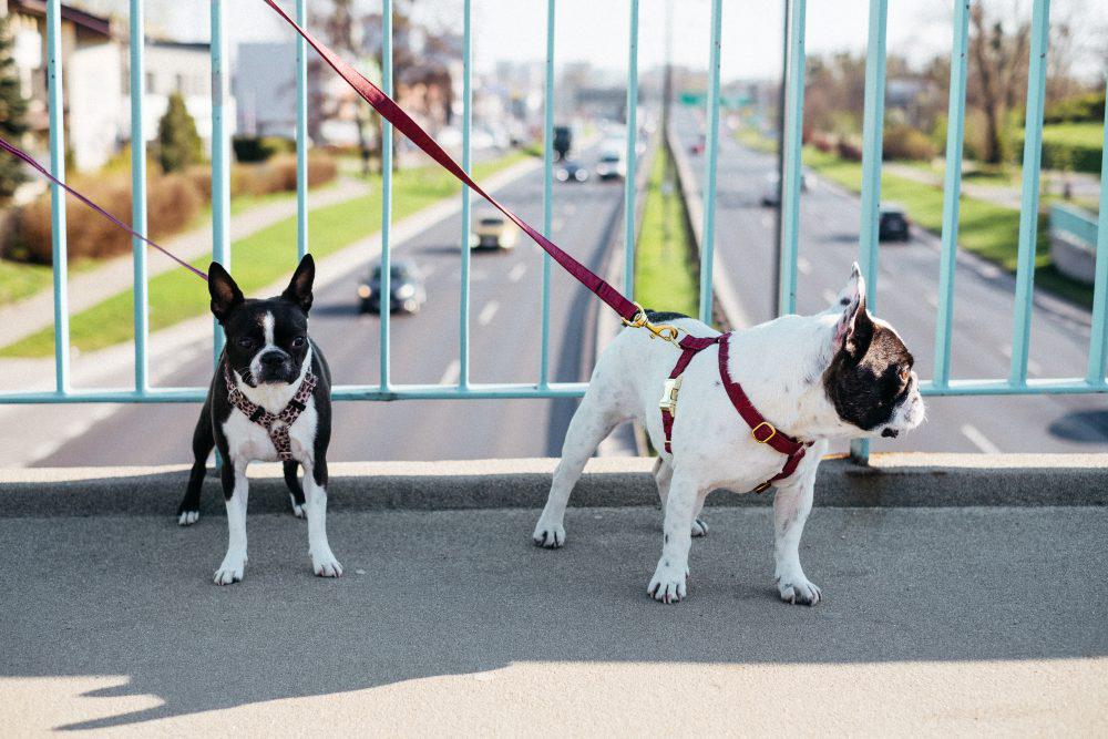 Two dogs on a walk in the city 4 Two dogs on a walk in the city 4