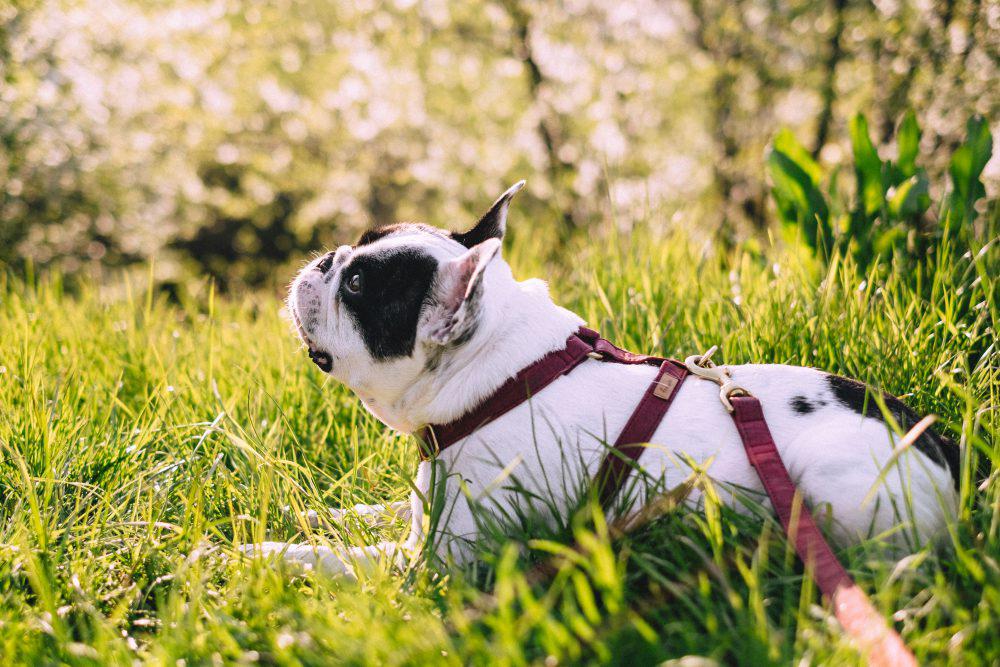French Bulldog posing on a walk in the park French Bulldog posing on a walk in the park