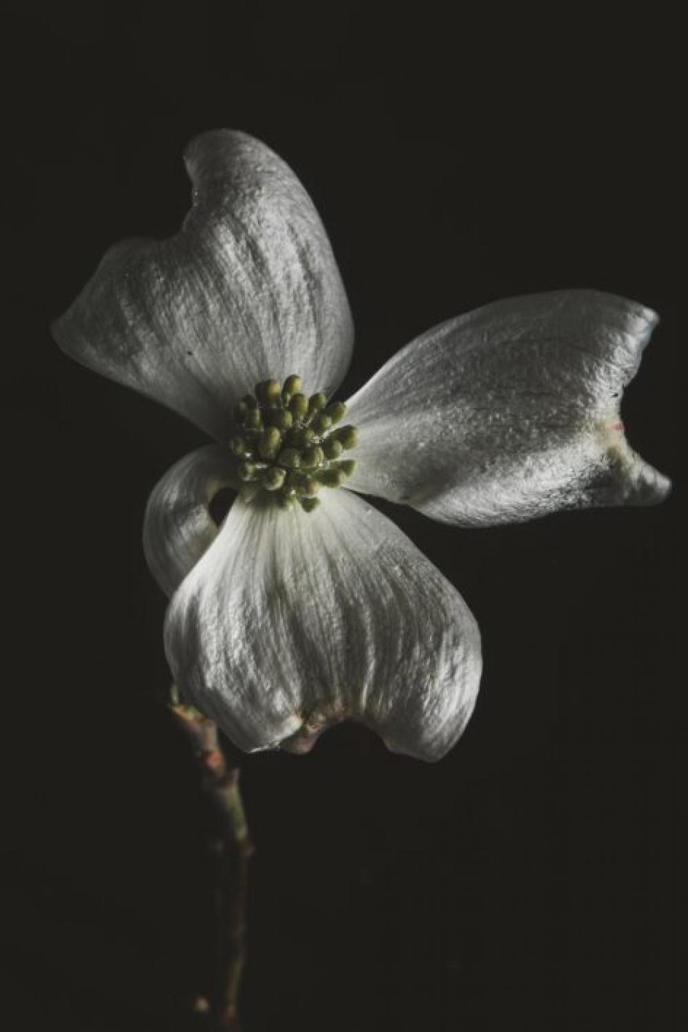 Flower Black Background Free Photo Flower Black Background Free Photo