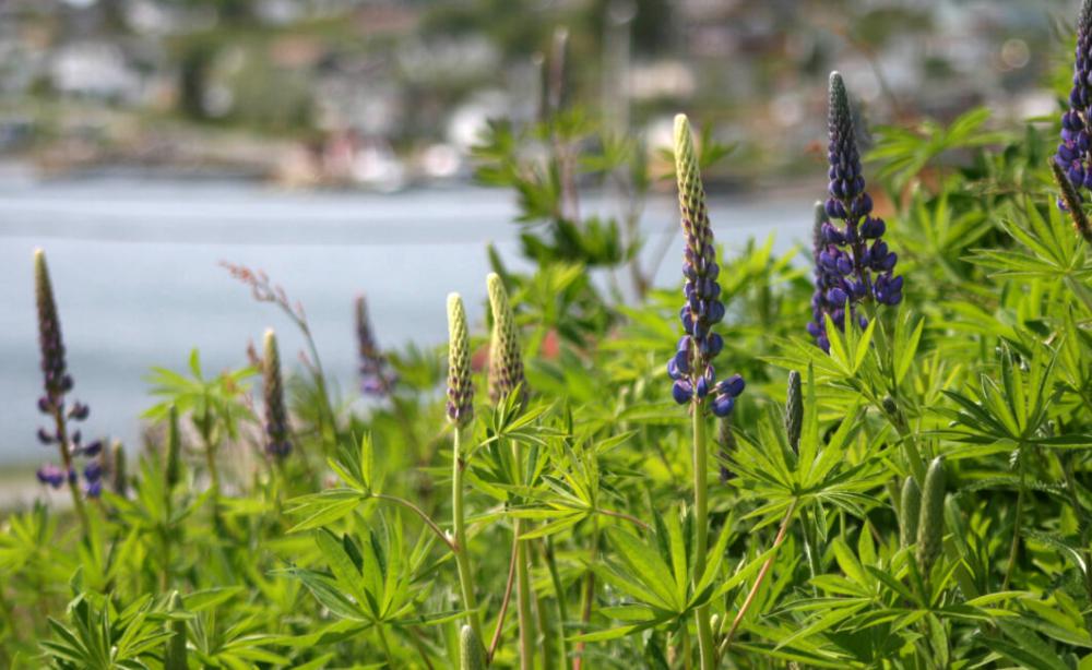 Lupine Flowers Field Free Photo Lupine Flowers Field Free Photo