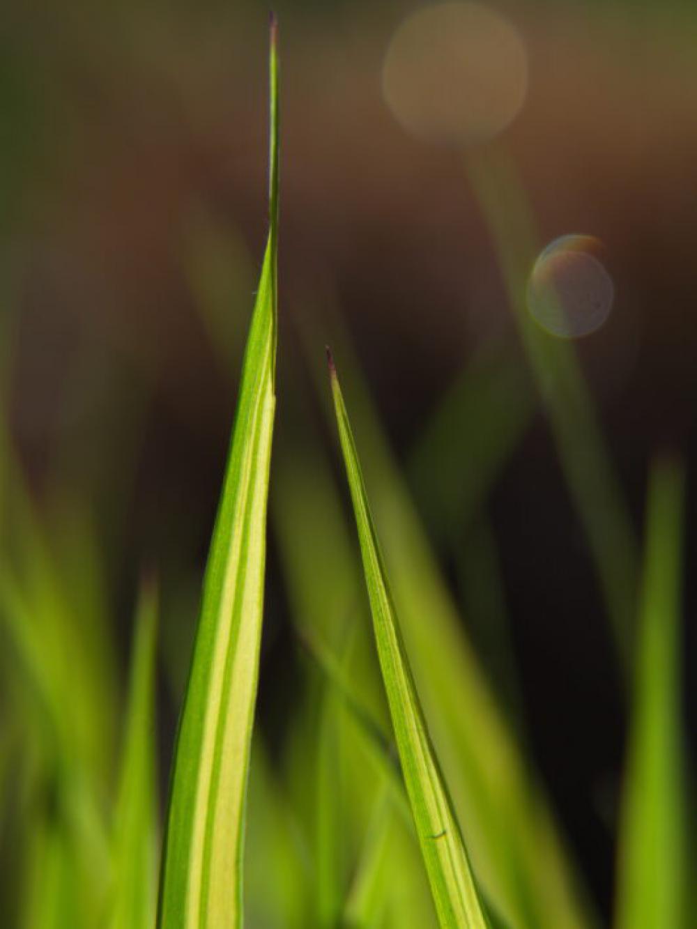 Grass Macro Nature Free Photo Grass Macro Nature Free Photo