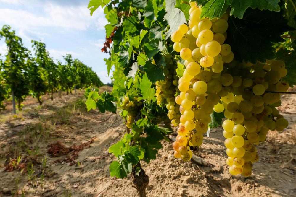 Grapes Ready to Be Picked Grapes Ready to Be Picked