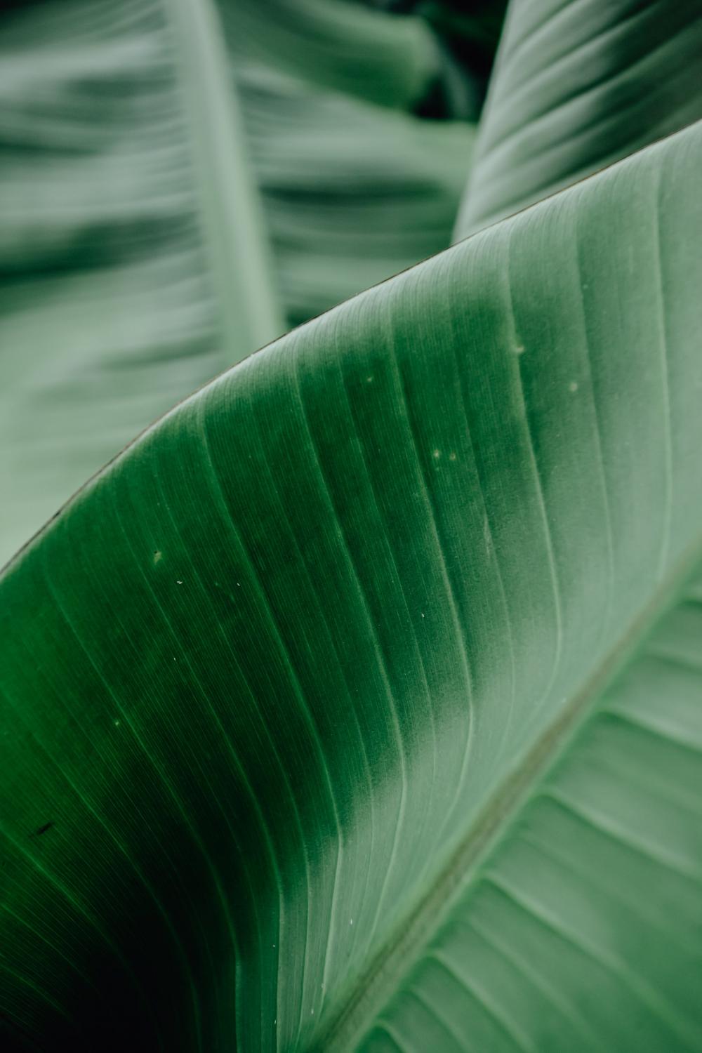 Green Leaves Of A Plant Photo Green Leaves Of A Plant Photo