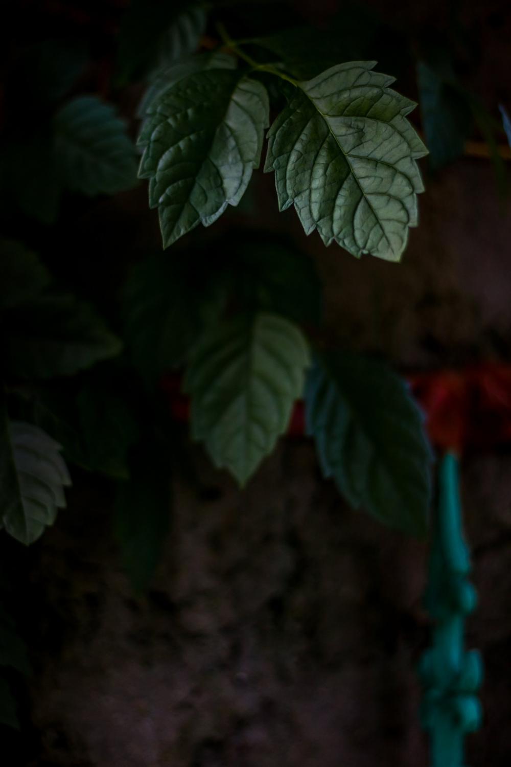 Black Background And Green Leaves Of A Plant Photo Black Background And Green Leaves Of A Plant Photo