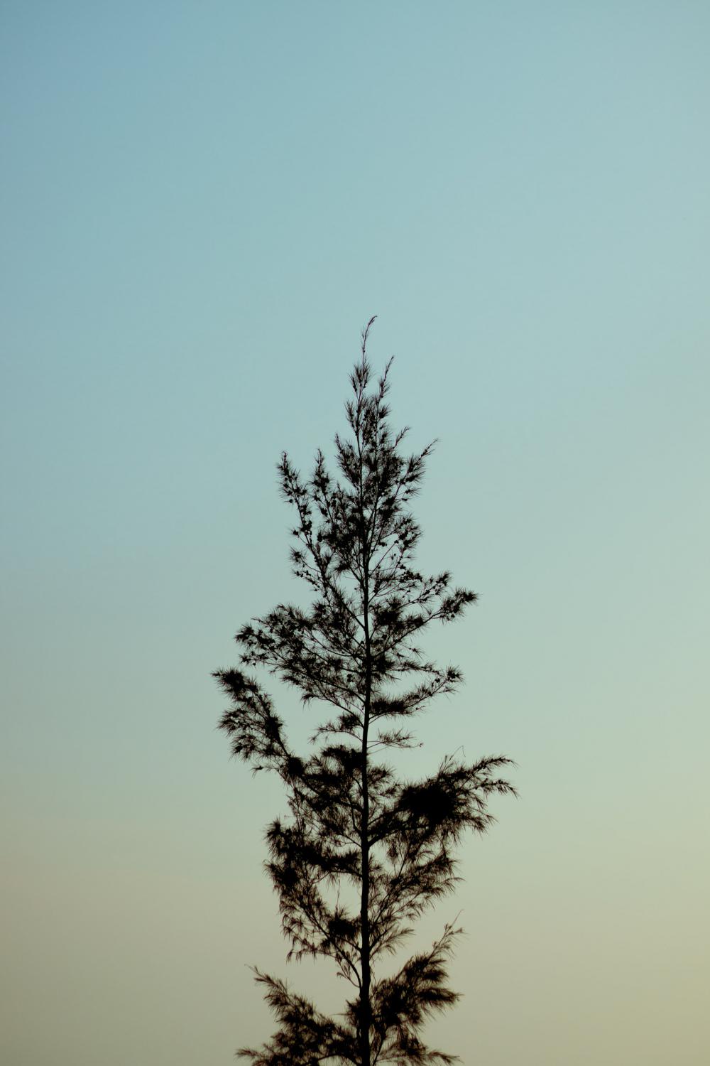 Tree Reaches Tall Against A Lite Blue Sky Photo Tree Reaches Tall Against A Lite Blue Sky Photo