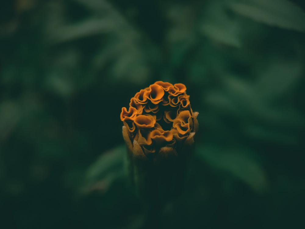 Ruffled Orange Petals Of A Flower About To Bloom. Photo Ruffled Orange Petals Of A Flower About To Bloom. Photo
