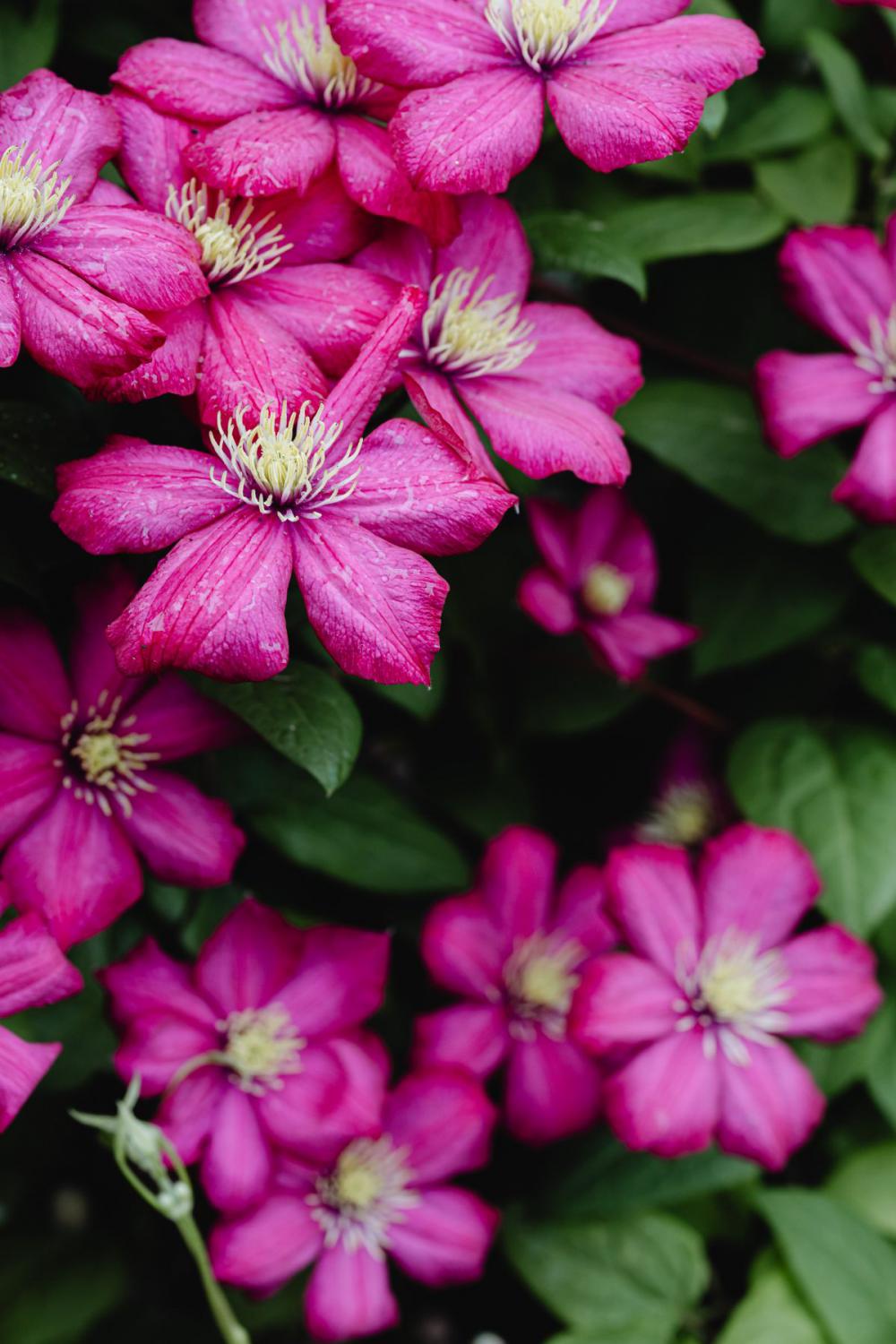 Background with flowers and leaves - raindrops Background with flowers and leaves - raindrops
