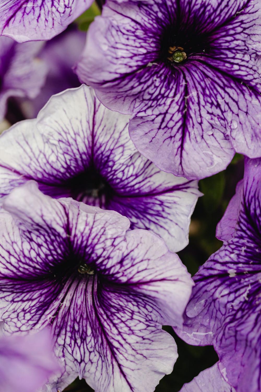 Background with flowers and leaves - raindrops Background with flowers and leaves - raindrops