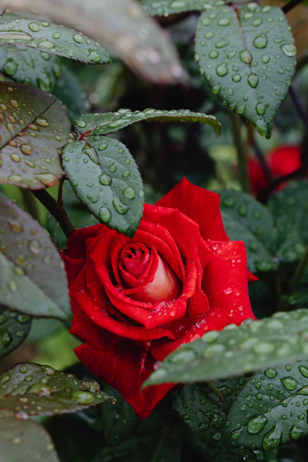 Background with flowers and leaves - raindrops Background with flowers and leaves - raindrops