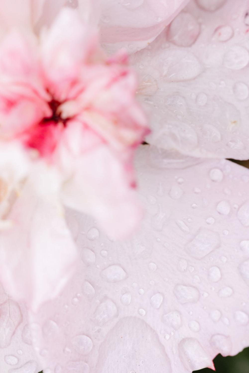 Background with flowers and leaves - raindrops Background with flowers and leaves - raindrops