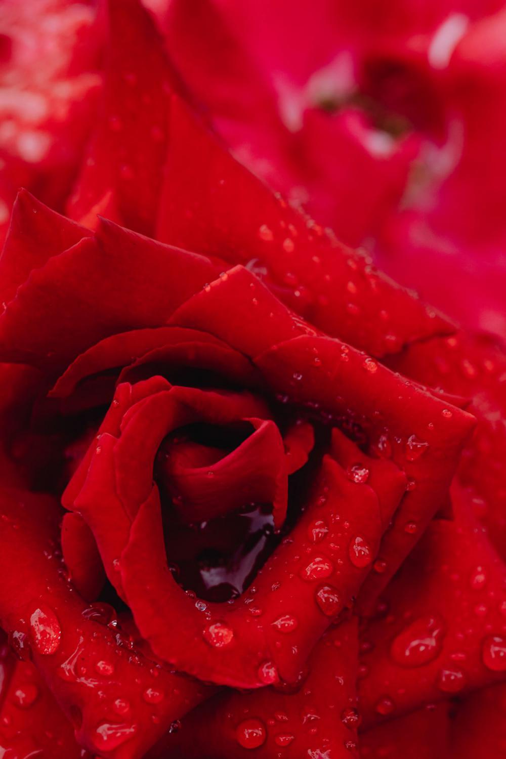Background with flowers and leaves - raindrops Background with flowers and leaves - raindrops