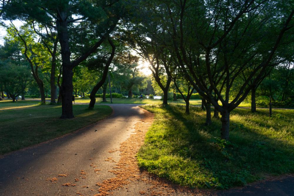 Sun Trees Park Free Photo Sun Trees Park Free Photo