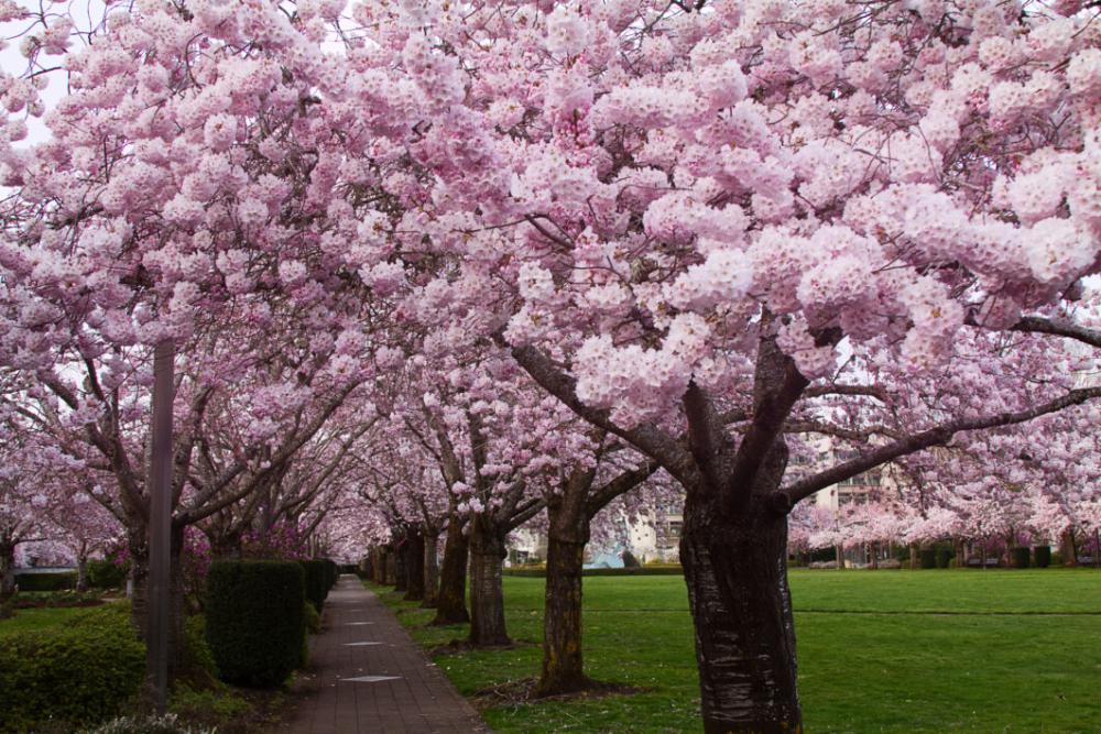 Cherry Blossom Trees Free Photo Cherry Blossom Trees Free Photo