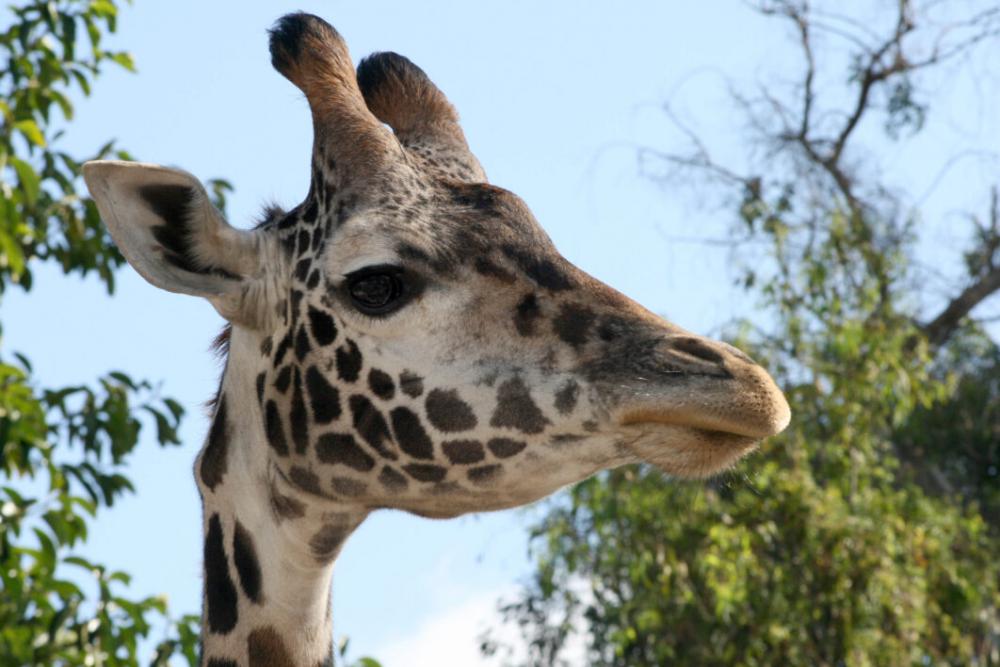 Giraffe Head Wildlife Free Photo Giraffe Head Wildlife Free Photo