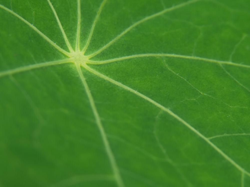 Green Leaf Macro Free Photo Green Leaf Macro Free Photo