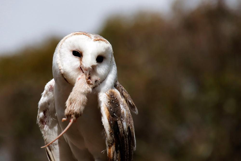 Snowy White Owl With A Mouse In Its Beak Photo Snowy White Owl With A Mouse In Its Beak Photo