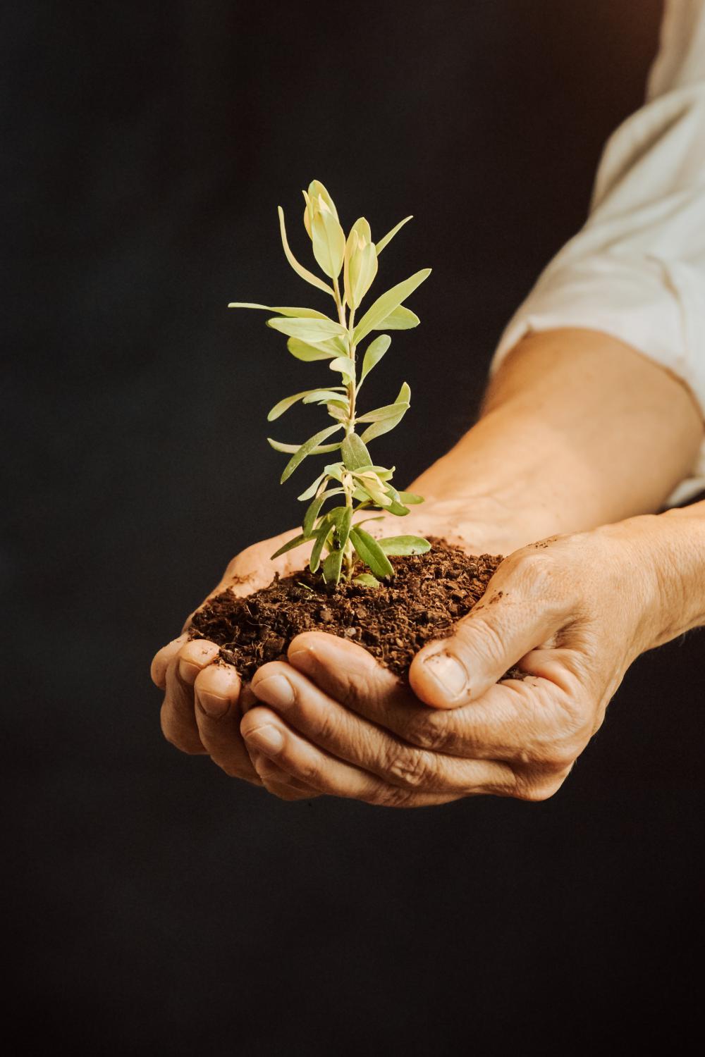 Hands Cup A Small Plant In Dirt Photo Hands Cup A Small Plant In Dirt Photo