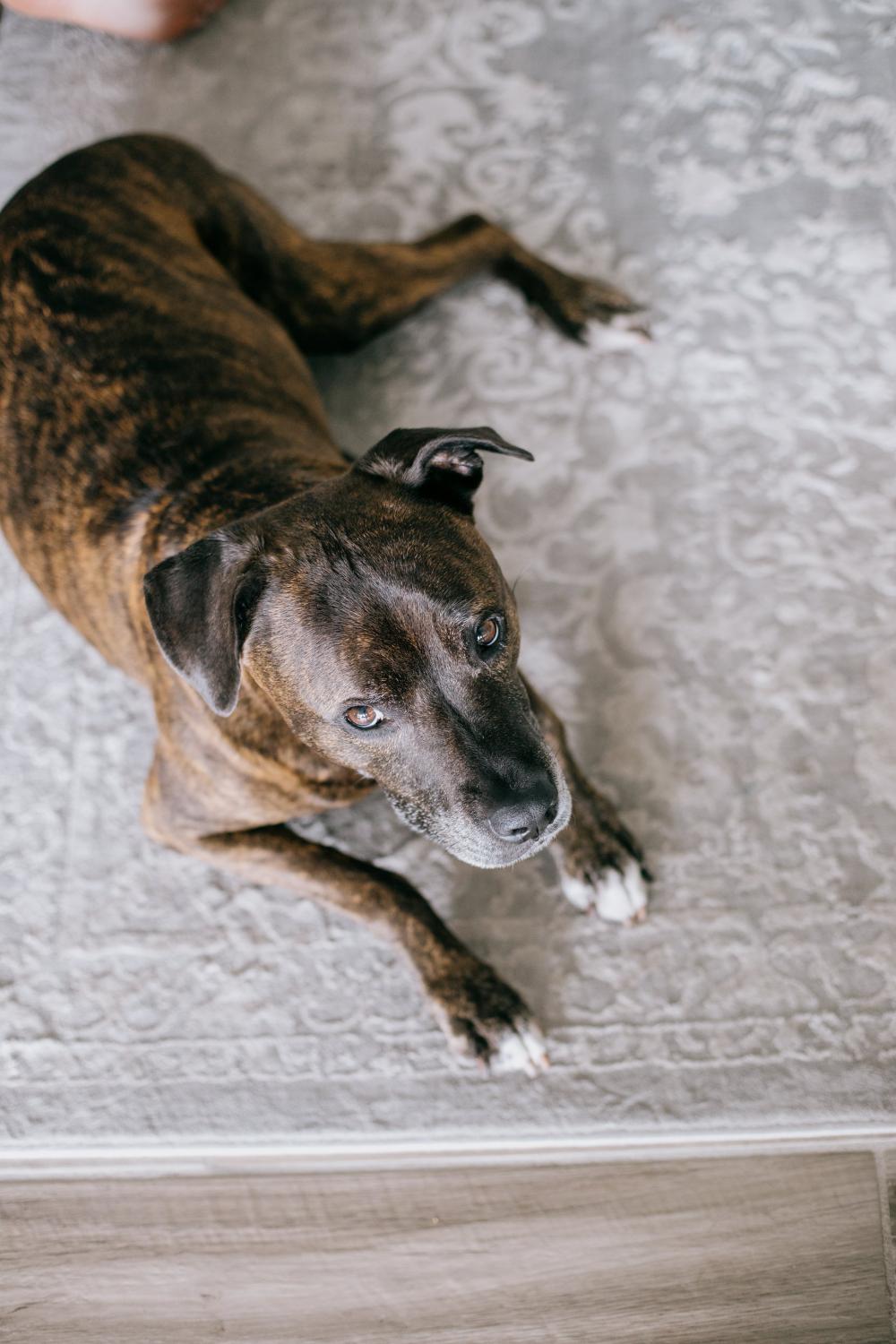 Brown Dog Laying On A White And Grey Carpet Photo Brown Dog Laying On A White And Grey Carpet Photo