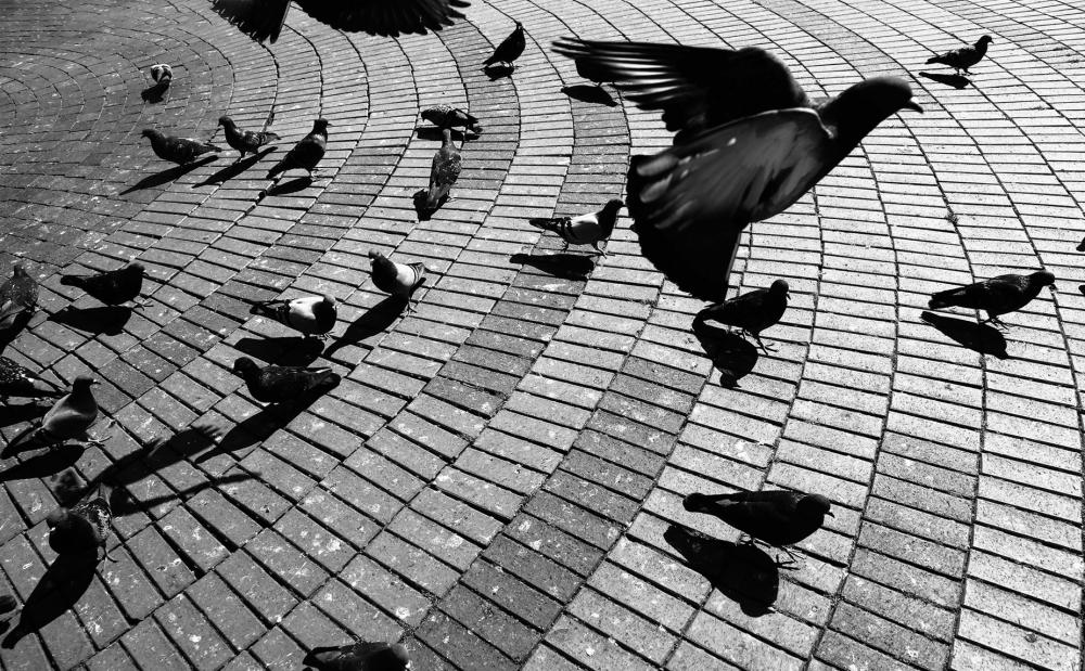Pigeons Walking On The Brick Ground In Monochrome Photo Pigeons Walking On The Brick Ground In Monochrome Photo