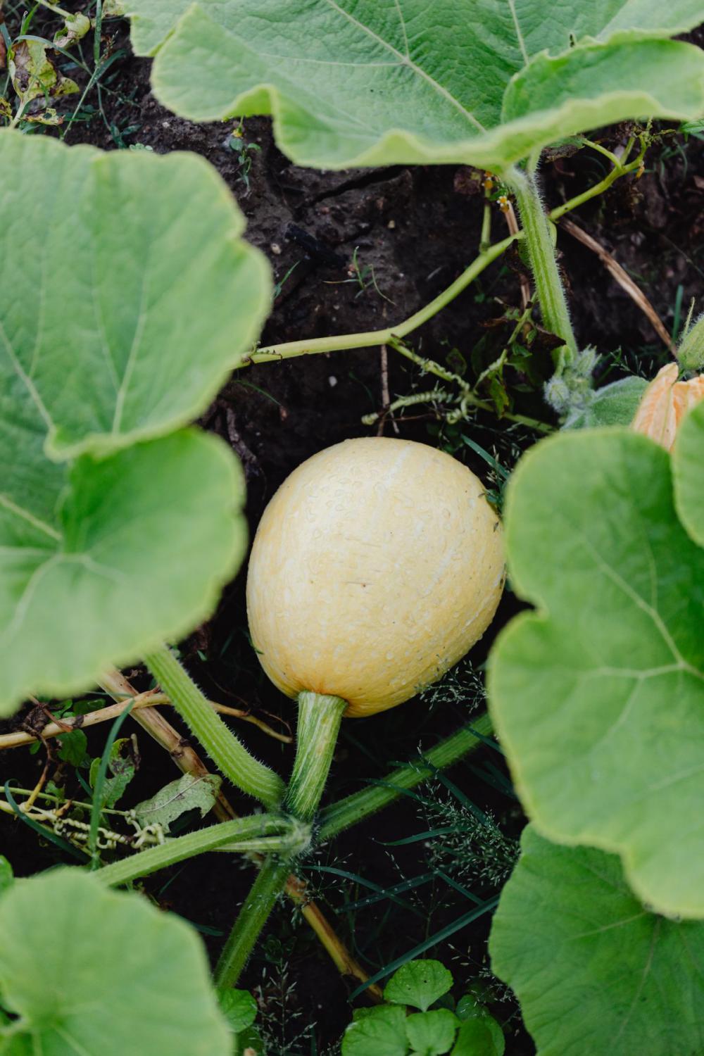 Variety of vegetables growing in backyard garden Variety of vegetables growing in backyard garden