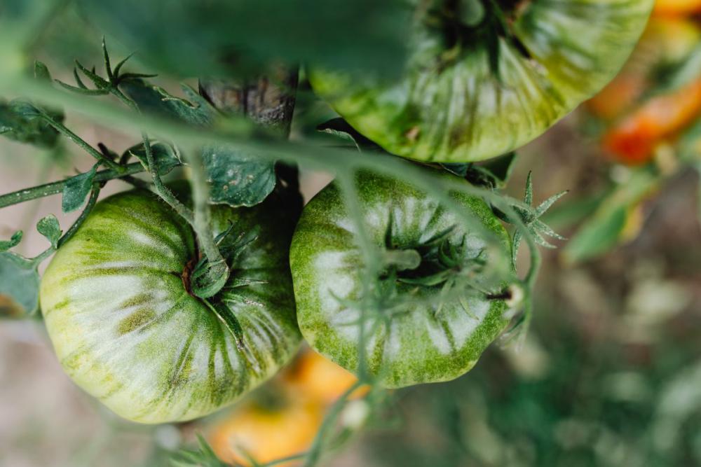 Variety of vegetables growing in backyard garden Variety of vegetables growing in backyard garden