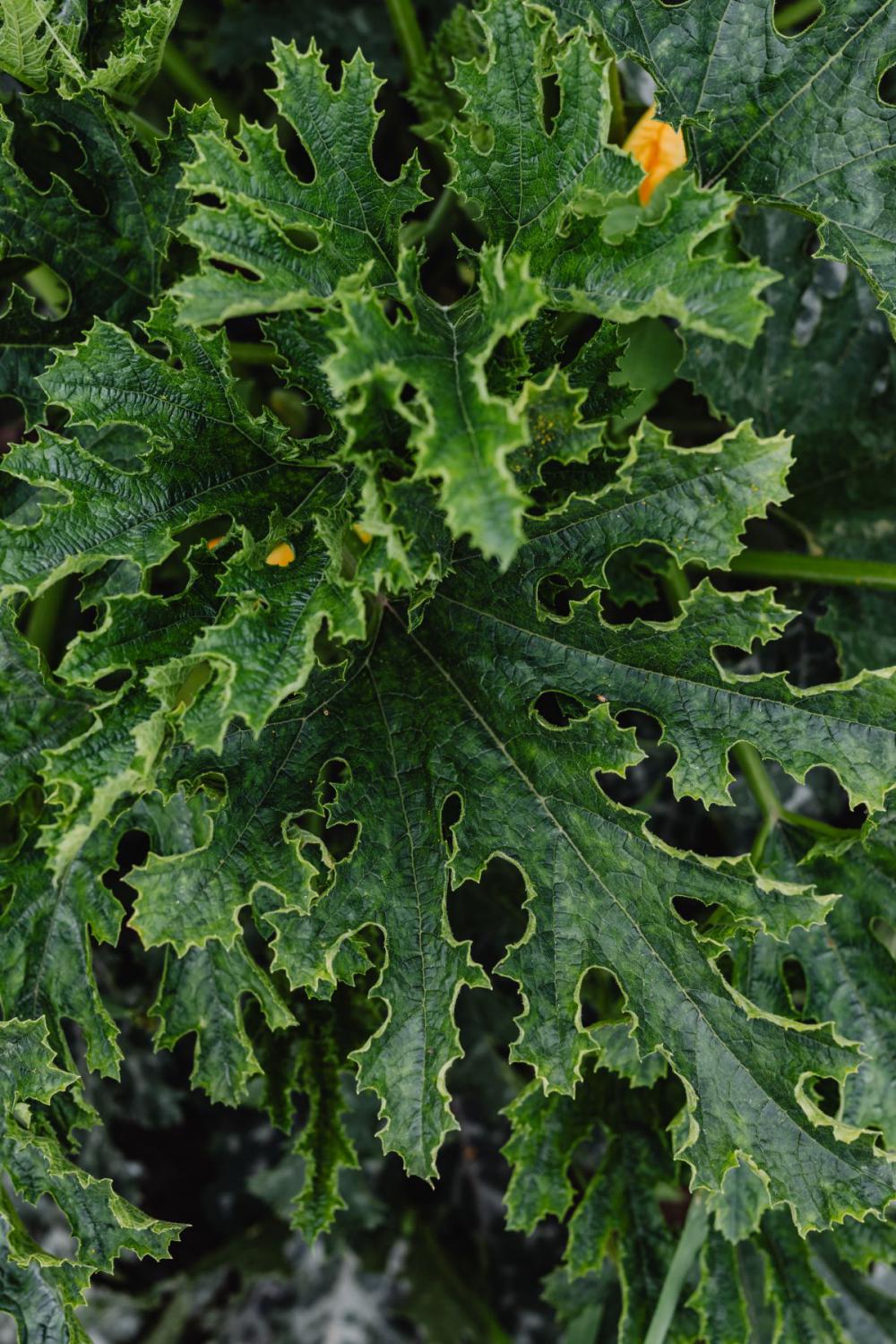 Variety of vegetables growing in backyard garden Variety of vegetables growing in backyard garden