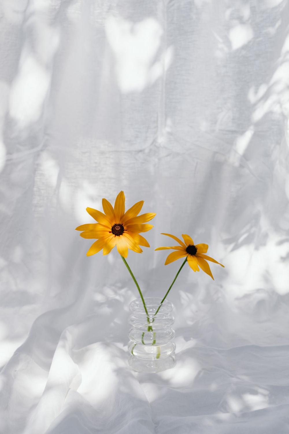 Neutral backgrounds - flowers in vases Neutral backgrounds - flowers in vases