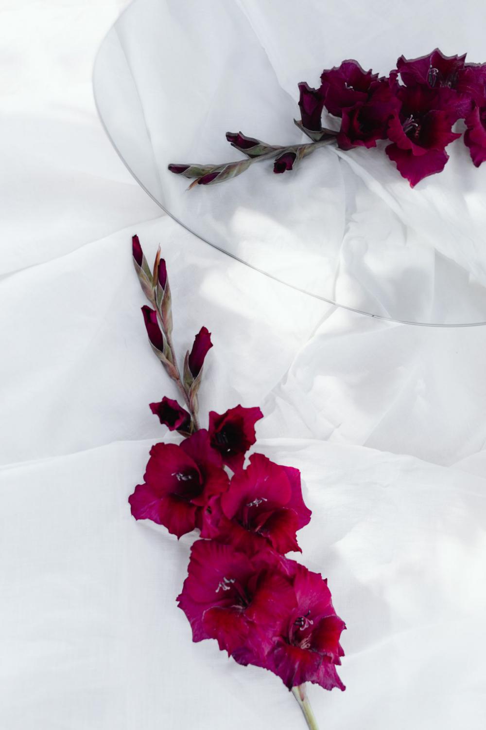 Neutral backgrounds - flowers in vases Neutral backgrounds - flowers in vases