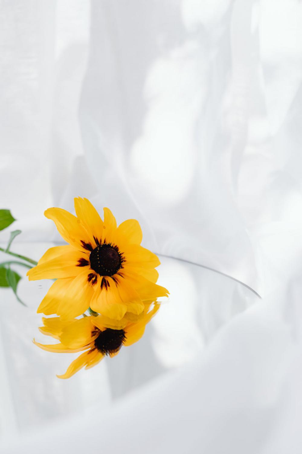 Neutral backgrounds - flowers in vases Neutral backgrounds - flowers in vases