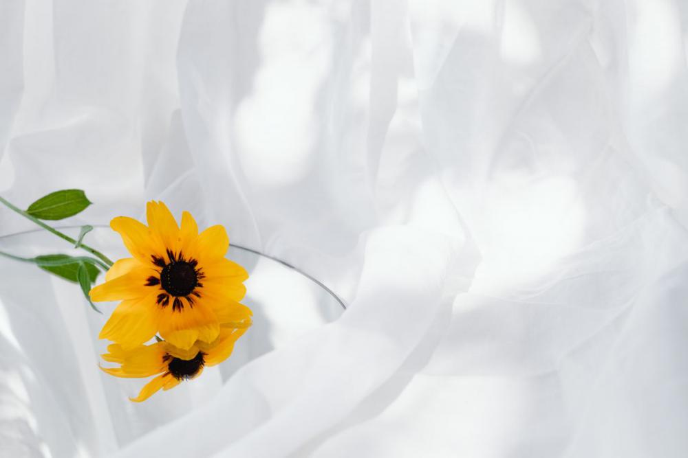 Neutral backgrounds - flowers in vases Neutral backgrounds - flowers in vases