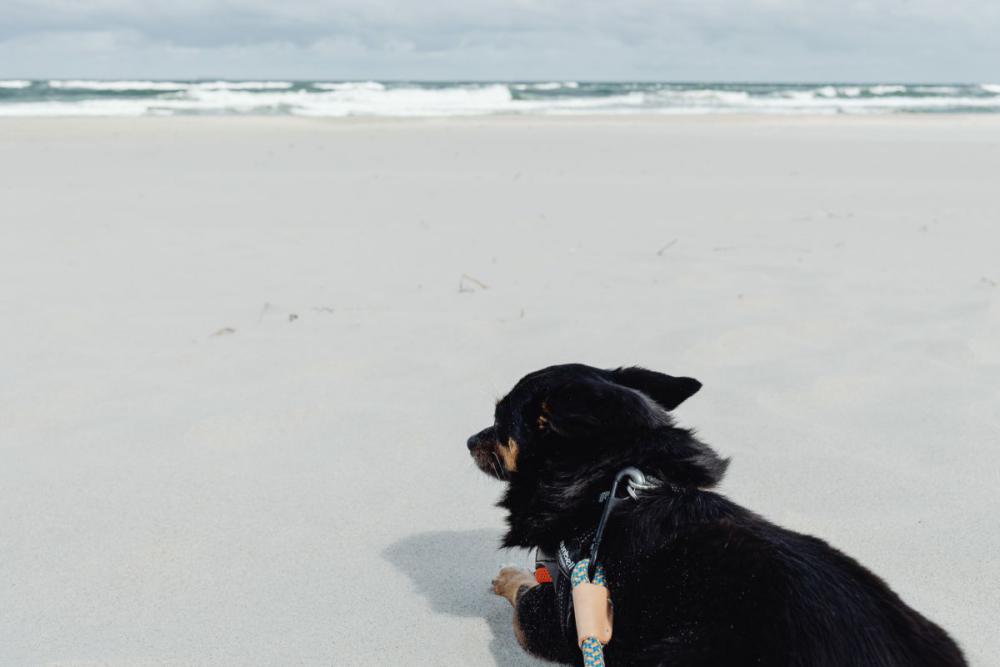 Small dogs on the beach - mixed-breed dogs Small dogs on the beach - mixed-breed dogs