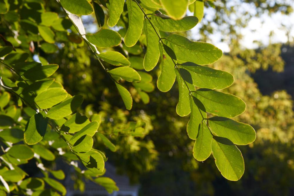 Green Leaves Close Free Photo Green Leaves Close Free Photo