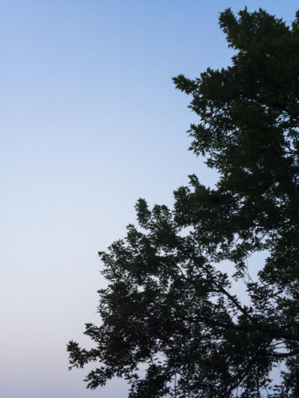Tree Silhouette Sky Free Photo Tree Silhouette Sky Free Photo