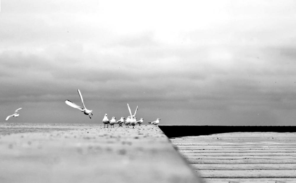 Black And White Photo Of Birds On Cement Photo Black And White Photo Of Birds On Cement Photo