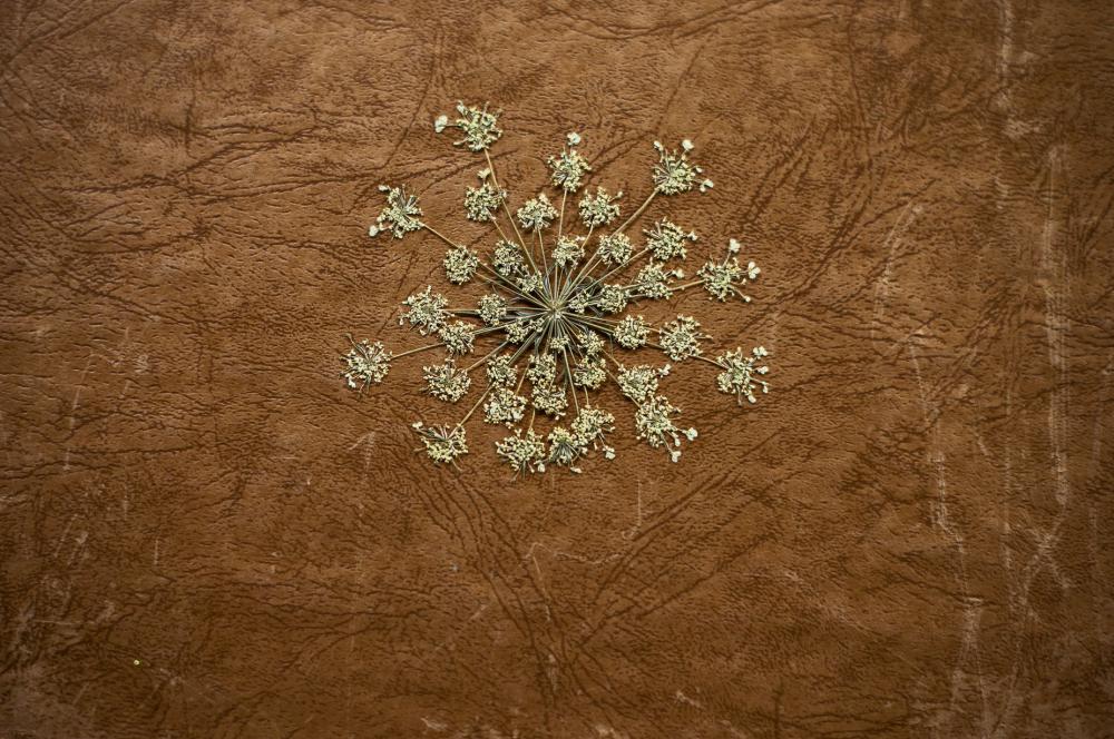 Dried And Pressed Plant Lays On Brown Leather Photo Dried And Pressed Plant Lays On Brown Leather Photo