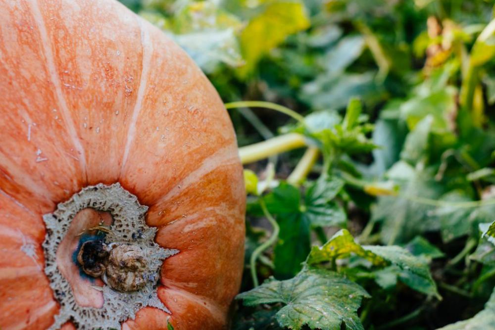 Big orange pumpkin in the garden closeup Big orange pumpkin in the garden closeup