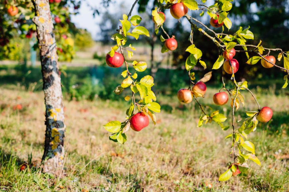 Apple tree 3 Apple tree 3