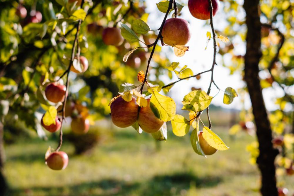 Apples on a tree 6 Apples on a tree 6
