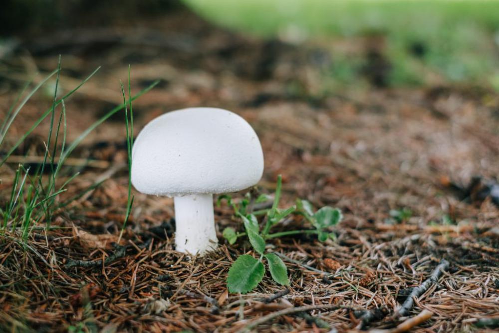 Champignon mushroom Champignon mushroom
